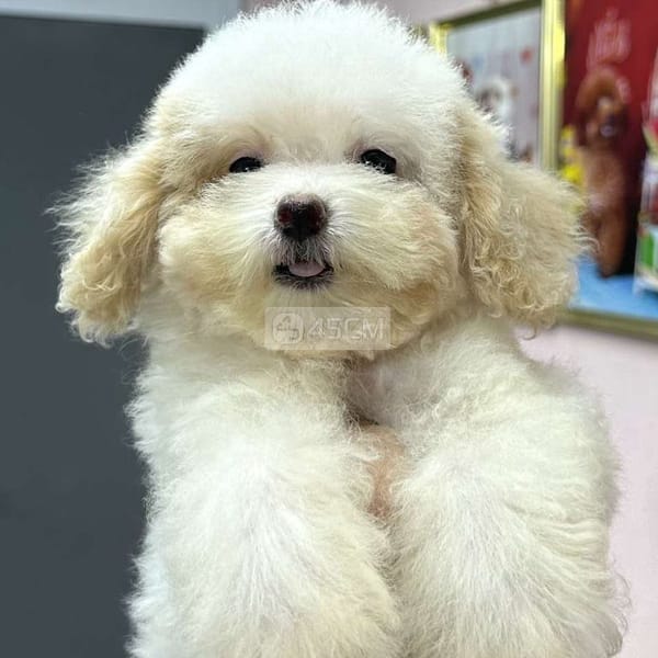 Chó Poodle trắng kem size tiny × teacup 3 tháng - Chó Poodle (chó săn vịt) 3