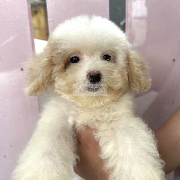 Chó Poodle trắng kem size tiny × teacup 3 tháng - Chó Poodle (chó săn vịt) 2