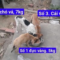 Chó phú quốc lai, màu vàng, 3 tháng, 7kg - Chó Phú Quốc