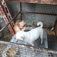 Ko người nuôi cần bán chó ai cần - Chó Chihuahua