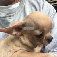 Chó Chihuahua đực 2 tháng rưỡi - Chó Chihuahua