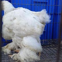 Bầy 4 gà kỳ lân Vip brahma khổng lồ - Gà Brahma