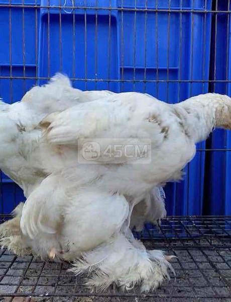 Bầy 4 gà kỳ lân Vip brahma khổng lồ - Gà Brahma 1