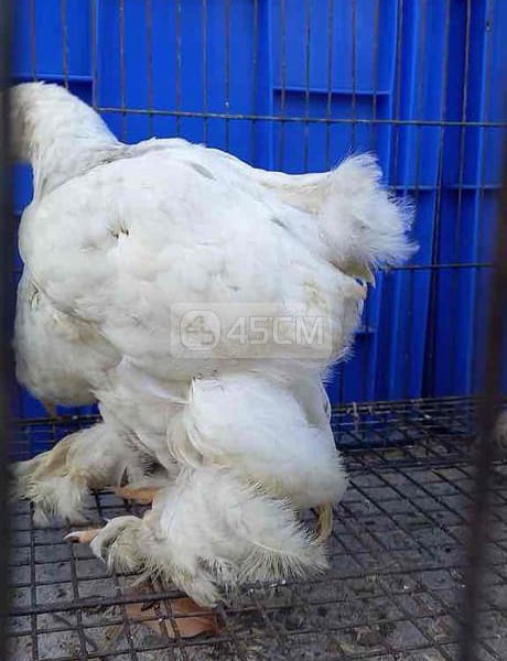 Bầy 4 gà kỳ lân Vip brahma khổng lồ - Gà Brahma 0