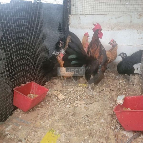 Thanh lý toàn bộ gà serama nhà nuôi. Bắt hết 150k - Gà Serama (Gà tre Mã Lai) 2