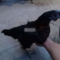 Bán con gà thit đen xuong den - Gà mặt quỷ