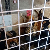 Thanh lý bầy gà nhà nuôi - Gà Serama (Gà tre Mã Lai)