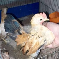 Cần chia ít gà serama dọn chuồng - Gà Serama (Gà tre Mã Lai)