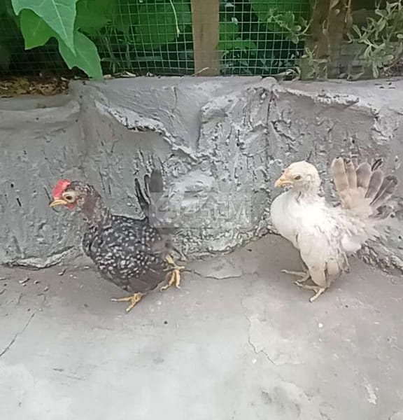 Cặp gà 🐔 serama mini - Gà Serama (Gà tre Mã Lai) 2