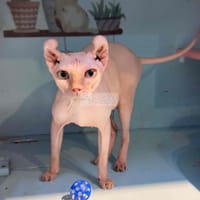 mèo sphynx  cái Cần tìm chủ yêu thương - Mèo Sphynx (Mèo Ai Cập)