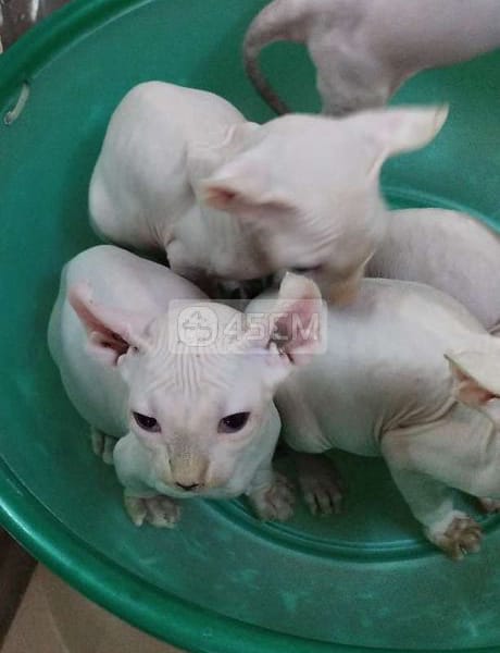 Tìm nhà mới cho 5 bé mèo sphix - Mèo Sphynx (Mèo Ai Cập) 4