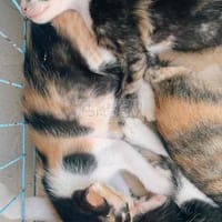 mèo tam thể - Mèo cẩm thạch/ngọc bích
