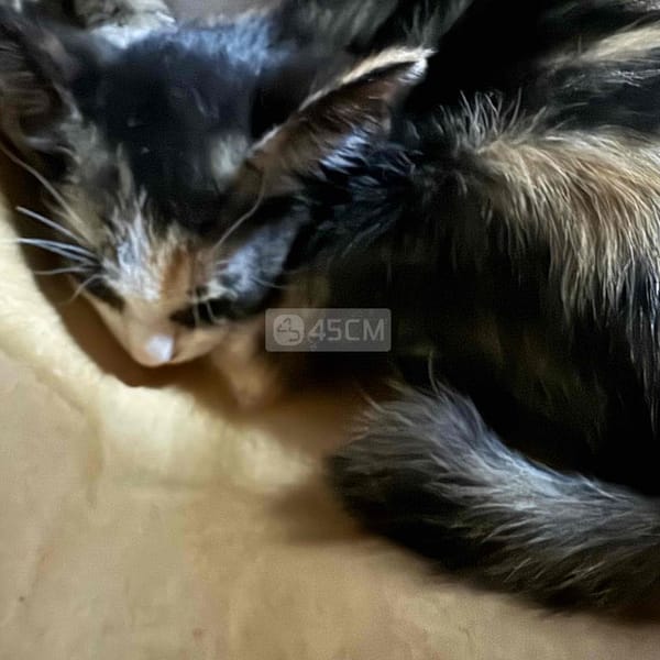 mèo tam thể - Mèo cẩm thạch/ngọc bích
 2
