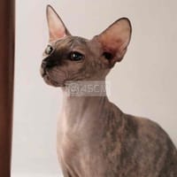 mèo Sphynx - cái - Mèo Sphynx (Mèo Ai Cập)