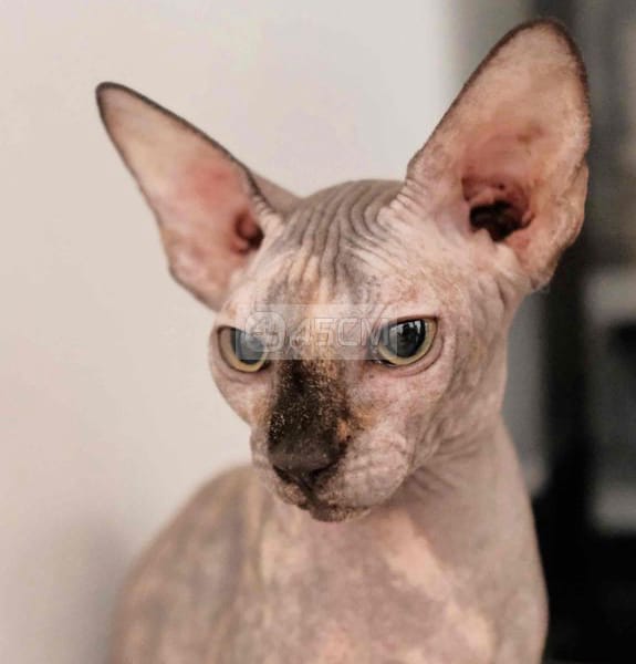 mèo Sphynx - cái - Mèo Sphynx (Mèo Ai Cập) 3