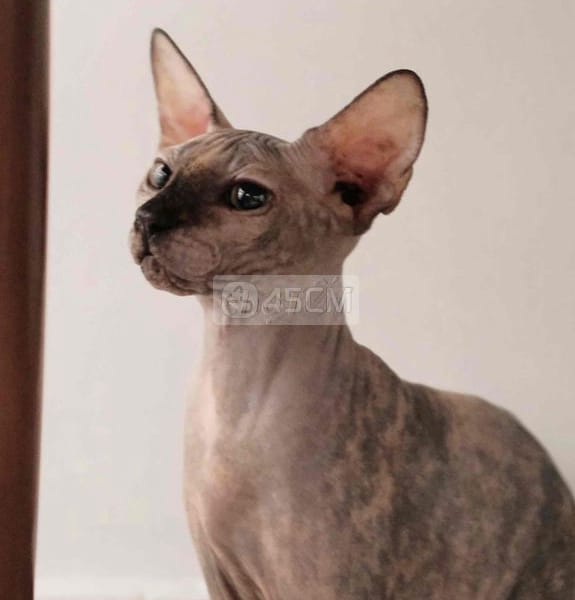 mèo Sphynx - cái - Mèo Sphynx (Mèo Ai Cập) 0