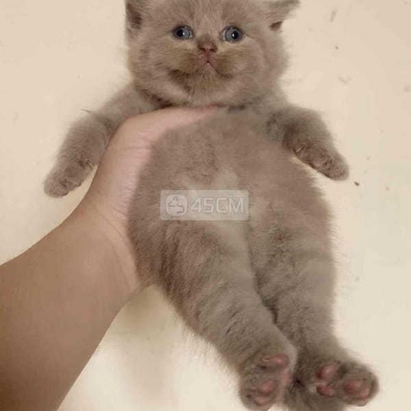 Mèo aln siêu béo - Mèo Anh lông ngắn 1