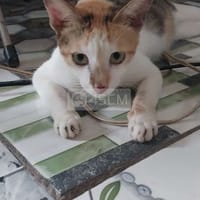 Mèo tam huyền siêu đẹp - Mèo cẩm thạch/ngọc bích
