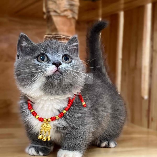 MÈO CHÂN LÙN BICOLOR TAI CỤP - Mèo Munchkin chân ngắn 2