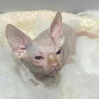 mèo ai cập cái 3 tháng mắt xanh - Mèo Sphynx (Mèo Ai Cập)
