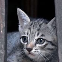 Bán mèo lai hơn 2 tháng tuổi - Mèo xiêm