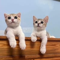 Mèo Chân Lùn - Mèo Munchkin chân ngắn