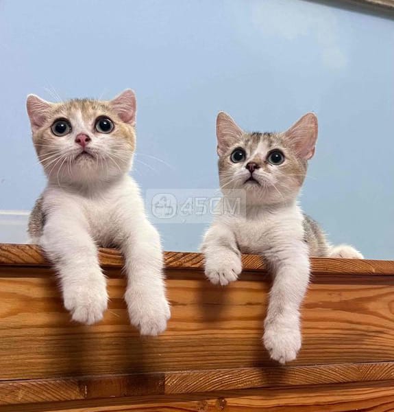 Mèo Chân Lùn - Mèo Munchkin chân ngắn 0
