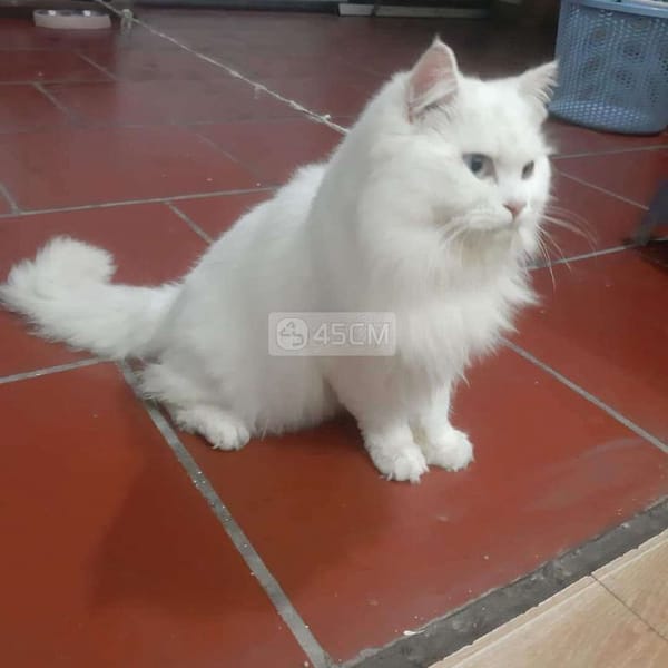 Mèo nhà ALD CẦN chủ mới - Mèo Anh lông dài 0