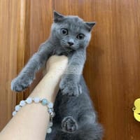 BÉ TRAI XÁM XANH - Mèo Munchkin chân ngắn
