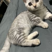 Mèo chân ngắn munchkin 3 tháng tuổi (ảnh thật) - Mèo Munchkin chân ngắn