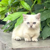 mèo munkin hyma - Mèo Munchkin chân ngắn