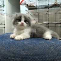 Munchkin Bicolor Longhair 2 month - Mèo Anh lông dài