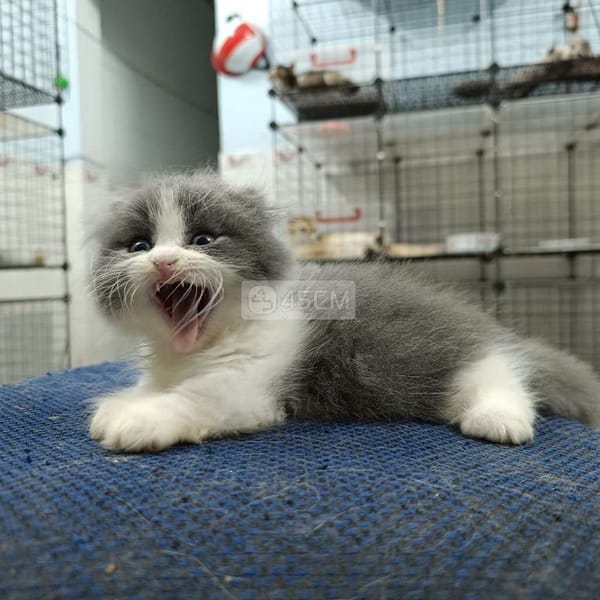 Munchkin Bicolor Longhair 2 month - Mèo Anh lông dài 2