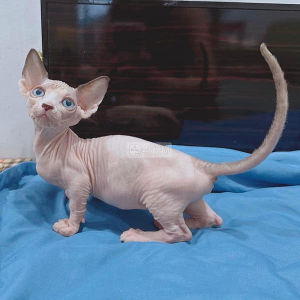mèo không lông 3 tháng tuổi đã tiêm đủ 2 mũi - Mèo Sphynx (Mèo Ai Cập) 3