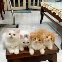 Cần bán thú cưng mới sinh - Mèo Anh lông dài
