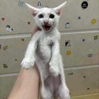 Tìm chủ mới cho bé mèo Nga lai Ta - Mèo Nga mắt xanh