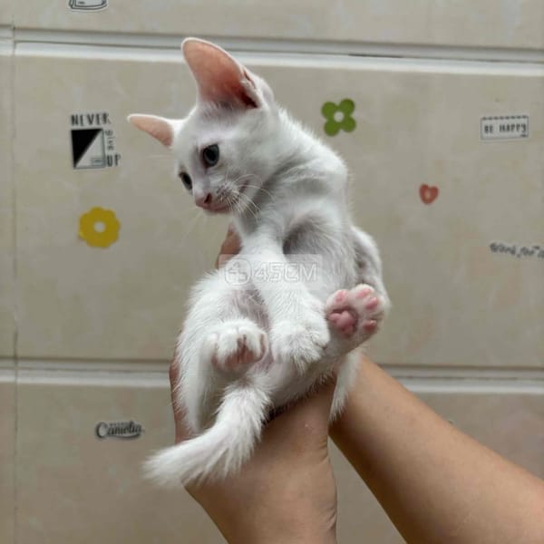 Tìm chủ mới cho bé mèo Nga lai Ta - Mèo Nga mắt xanh 1