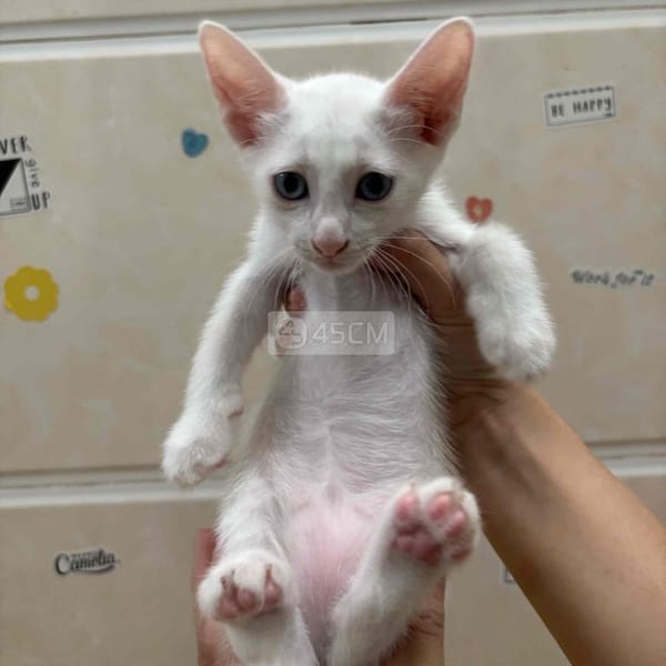 Tìm chủ mới cho bé mèo Nga lai Ta - Mèo Nga mắt xanh 3