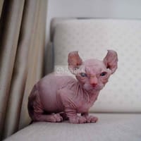 mèo không lông sphynx - Mèo Sphynx (Mèo Ai Cập)