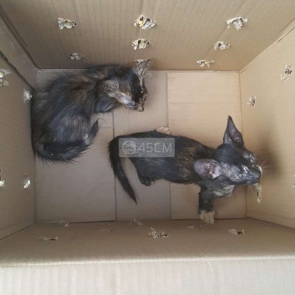 Cần tìm nhà cho hai bé mèo - Mèo cẩm thạch/ngọc bích
 1