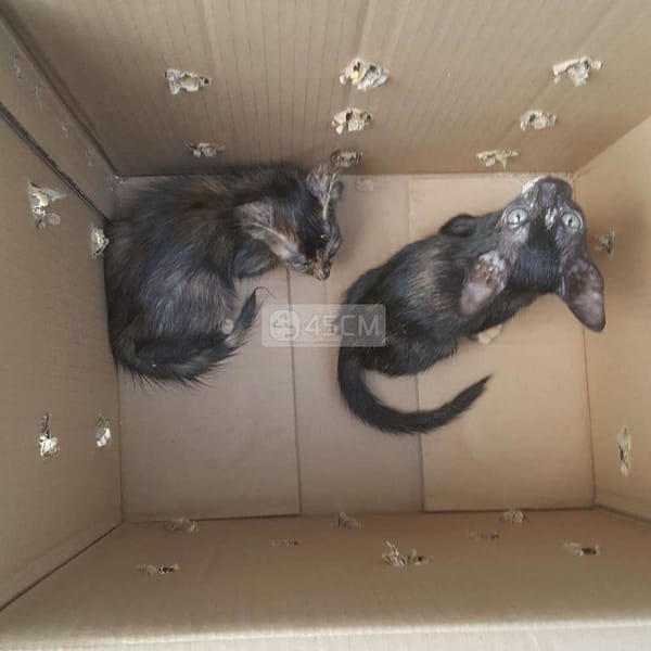 Cần tìm nhà cho hai bé mèo - Mèo cẩm thạch/ngọc bích
 2