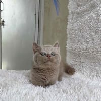 mèo lùn siêuu mậppp - Mèo Munchkin chân ngắn