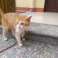 Mèo vàng lai hơn 4kg - Khác