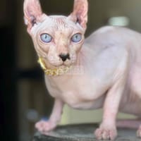 Mèo ai cập quận 7 - Mèo Sphynx (Mèo Ai Cập)