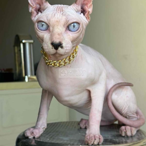 Mèo ai cập quận 7 - Mèo Sphynx (Mèo Ai Cập) 2