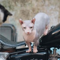 Mèo Không Lông - Mèo Sphynx (Mèo Ai Cập)