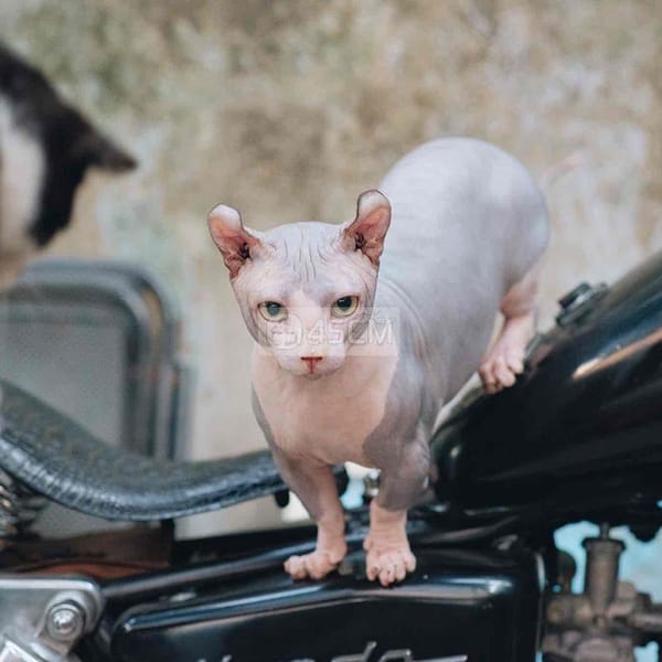 Mèo Không Lông - Mèo Sphynx (Mèo Ai Cập) 0