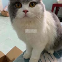Bé mèo ALD - Mèo Anh lông dài