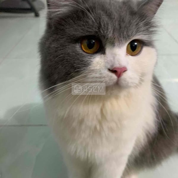 Bé mèo ALD - Mèo Anh lông dài 4