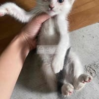mèo lai nga xinh - Mèo Nga mắt xanh